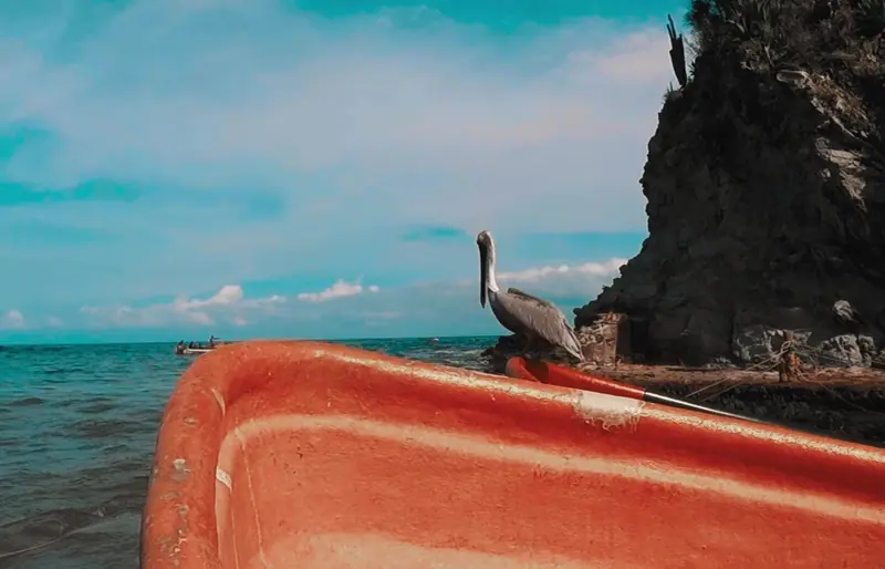 Peñero con un pelícano en la costa de Choroní, punto de salida en lancha hacia Chuao en Aragua